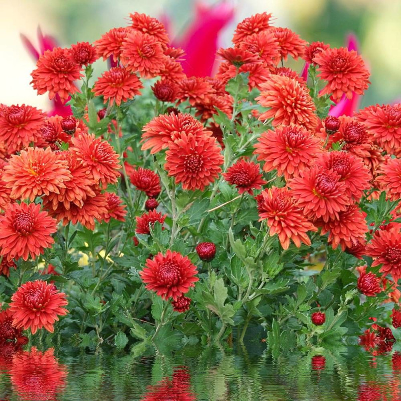 Dahlia nain double Brasilia