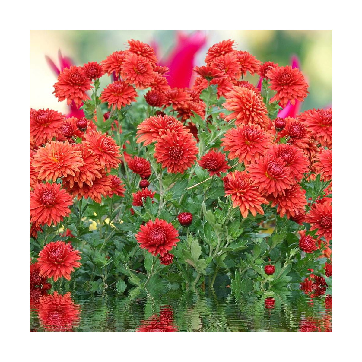 Dahlia nain double Brasilia Dahlia nain double Brasilia