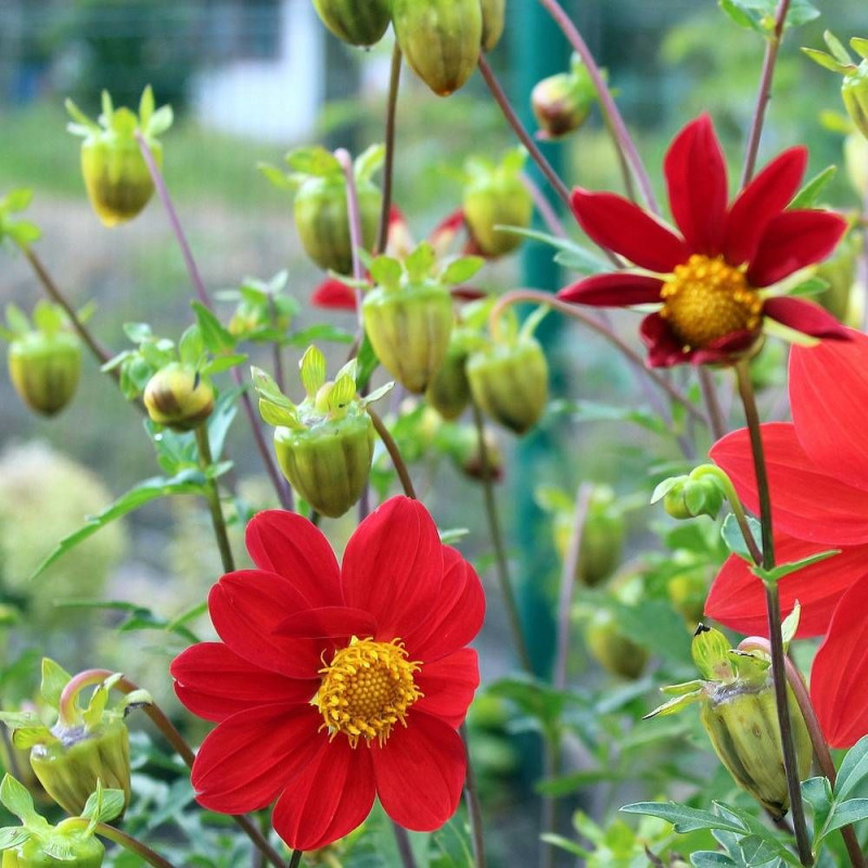 Dahlia nain simple Chaperon Rouge