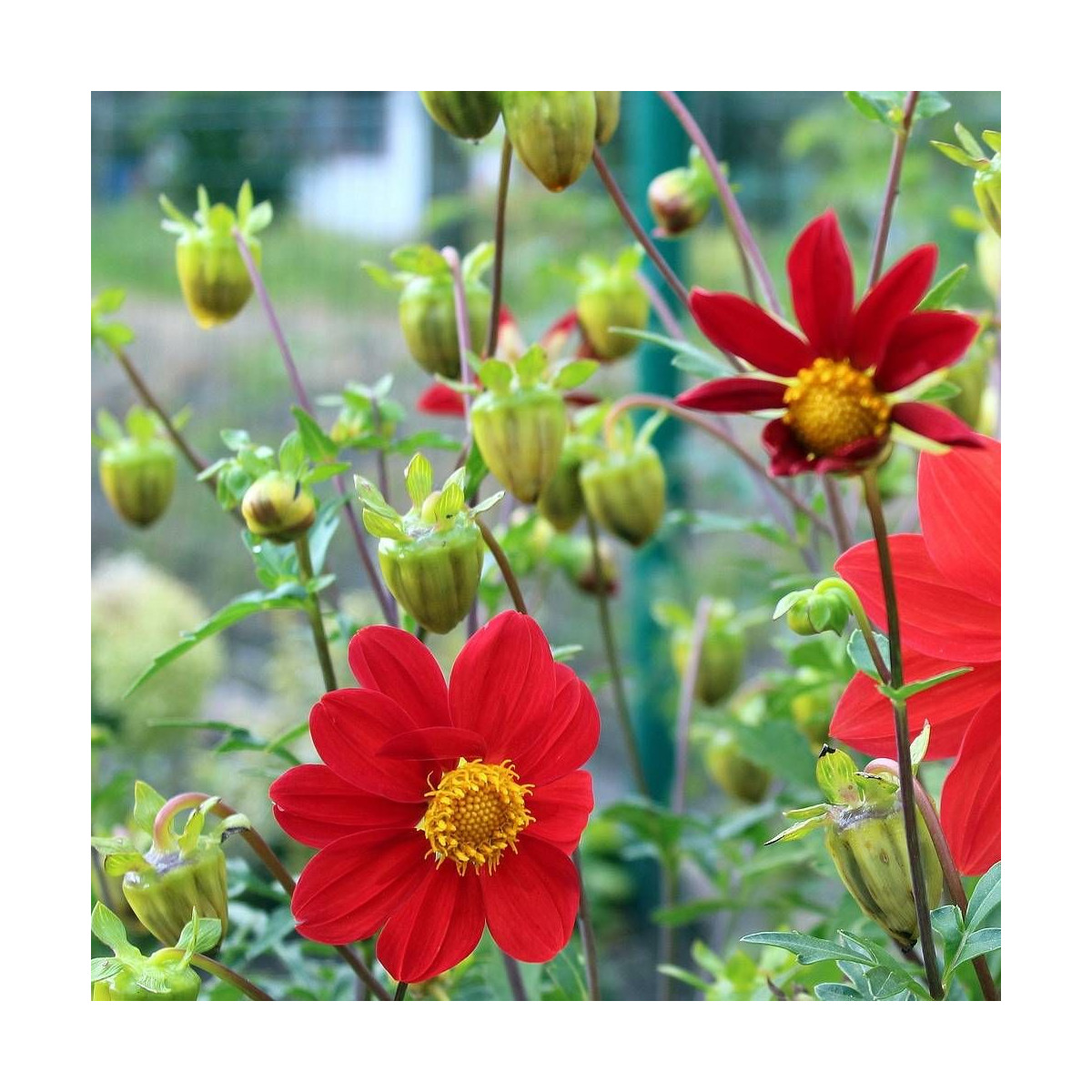 Dahlia nain simple Chaperon Rouge