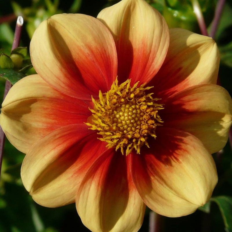 Dahlia nain simple Jardin des Plantes de Paris
