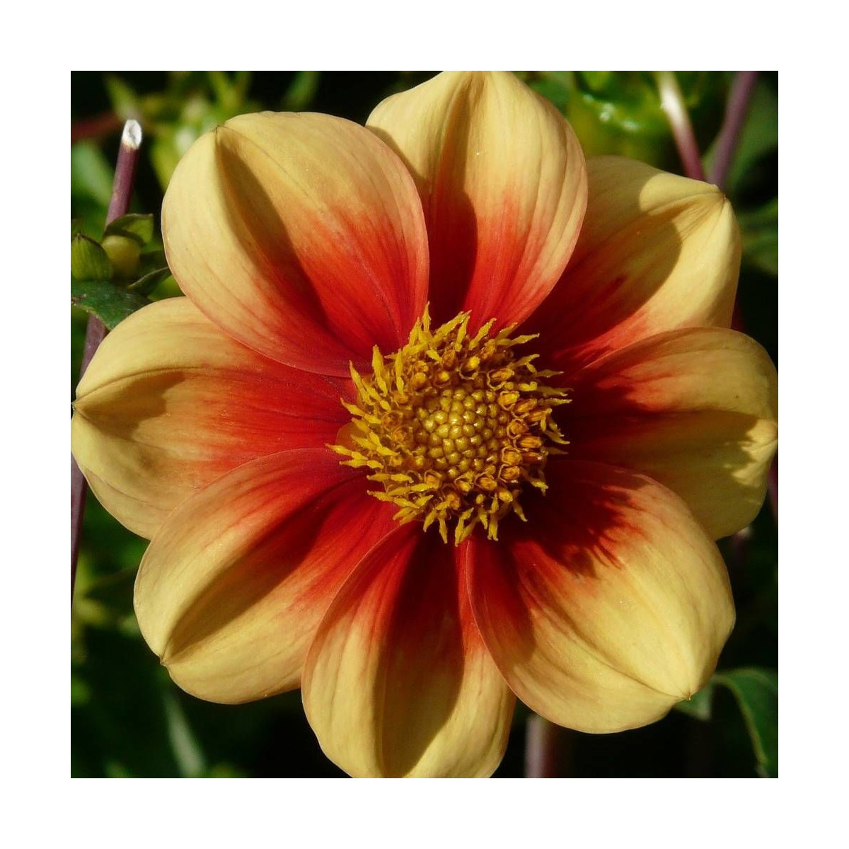 Dahlia nain simple Jardin des Plantes de Paris