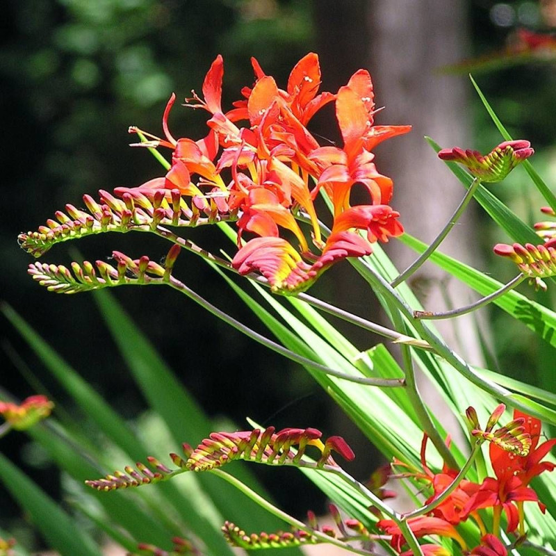 Bulbe de Crocosmia Lucifer