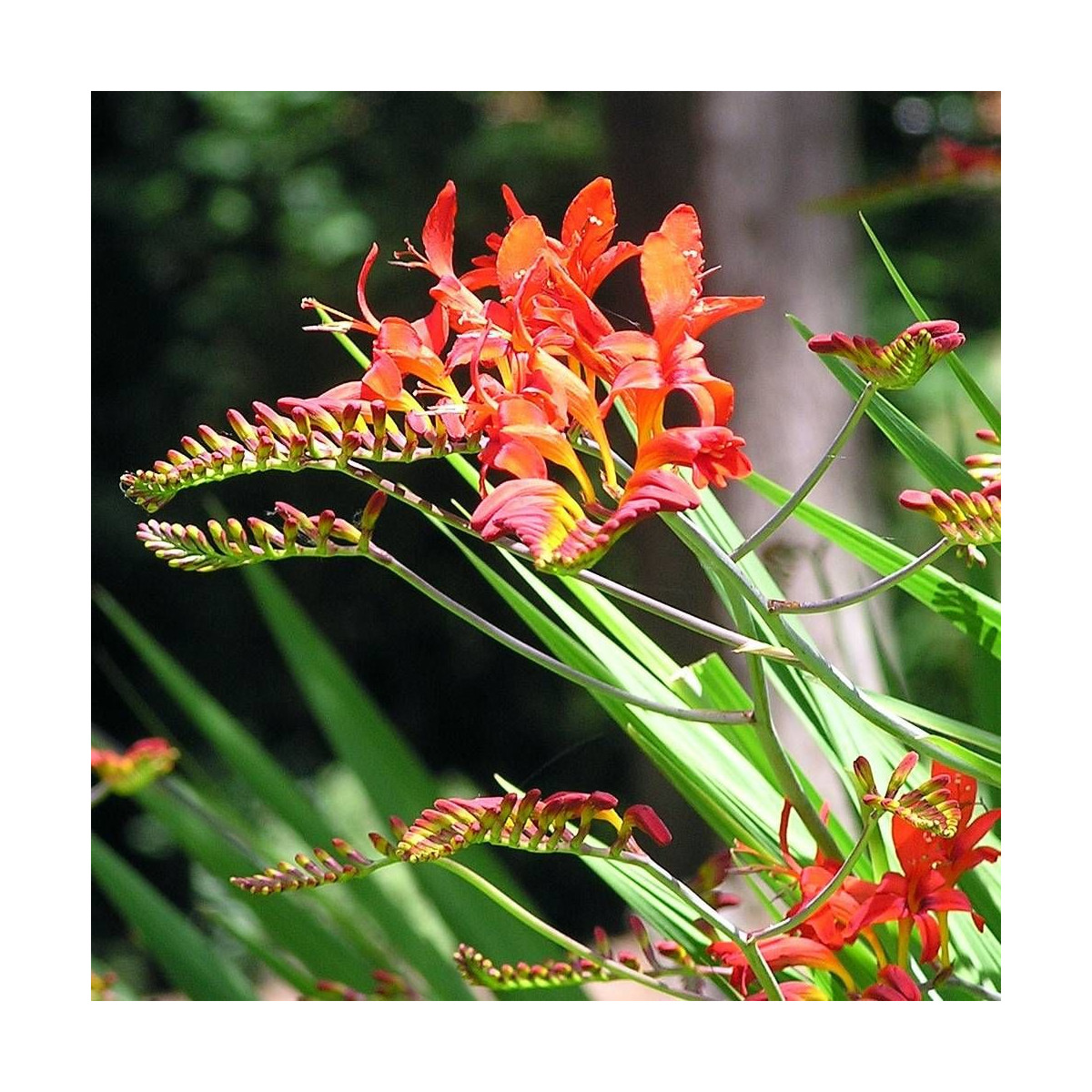 Bulbe de Crocosmia Lucifer