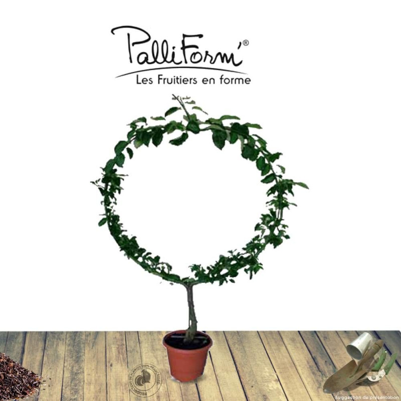 Pommier Belle des Buits
