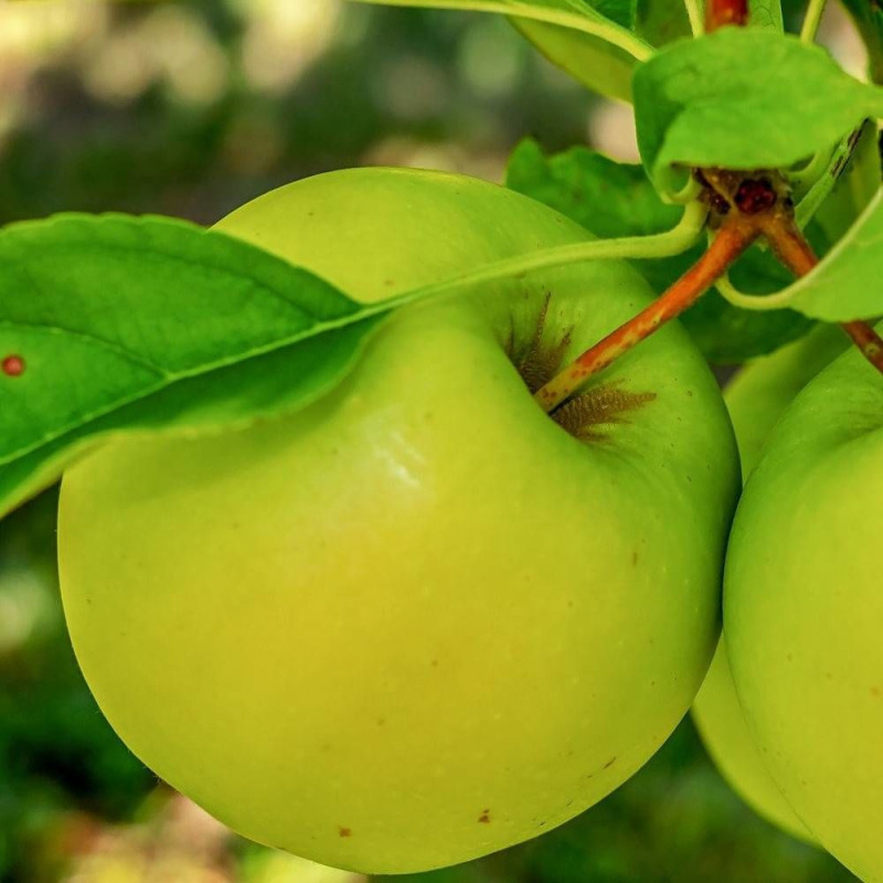 Pommier Belle des Buits