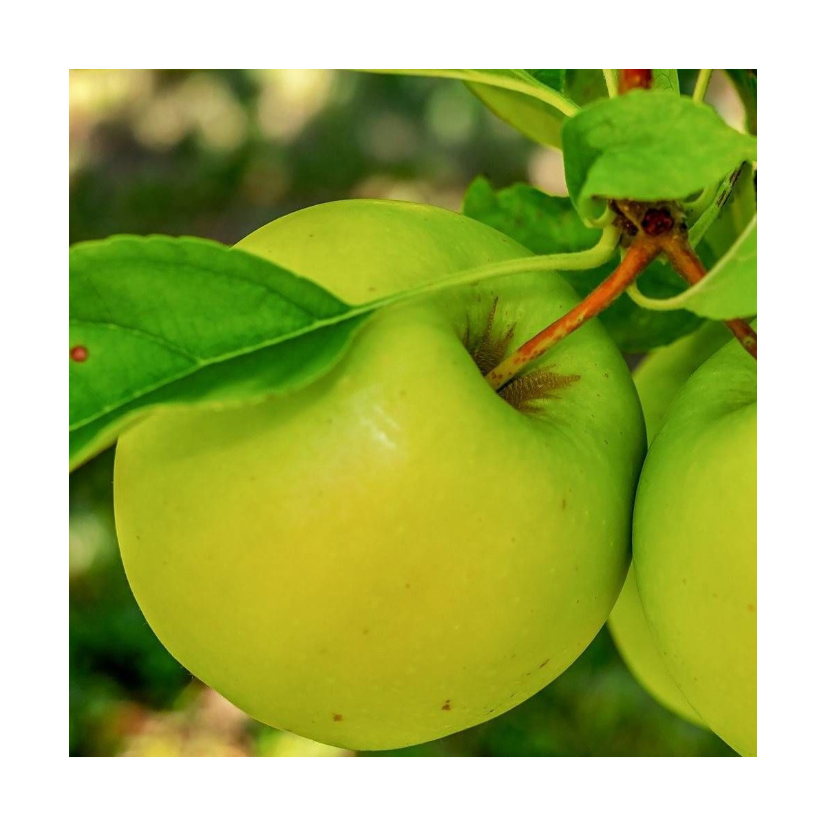 Pommier Belle des Buits Pommier Belle des Buits