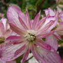 Clématite montana Marjorie