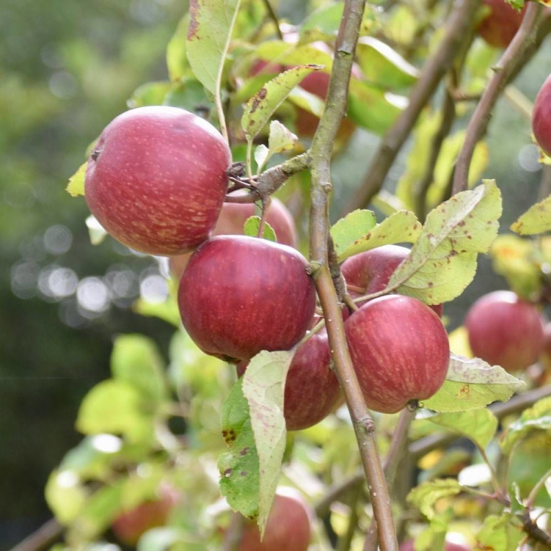 Pommier Api Rose