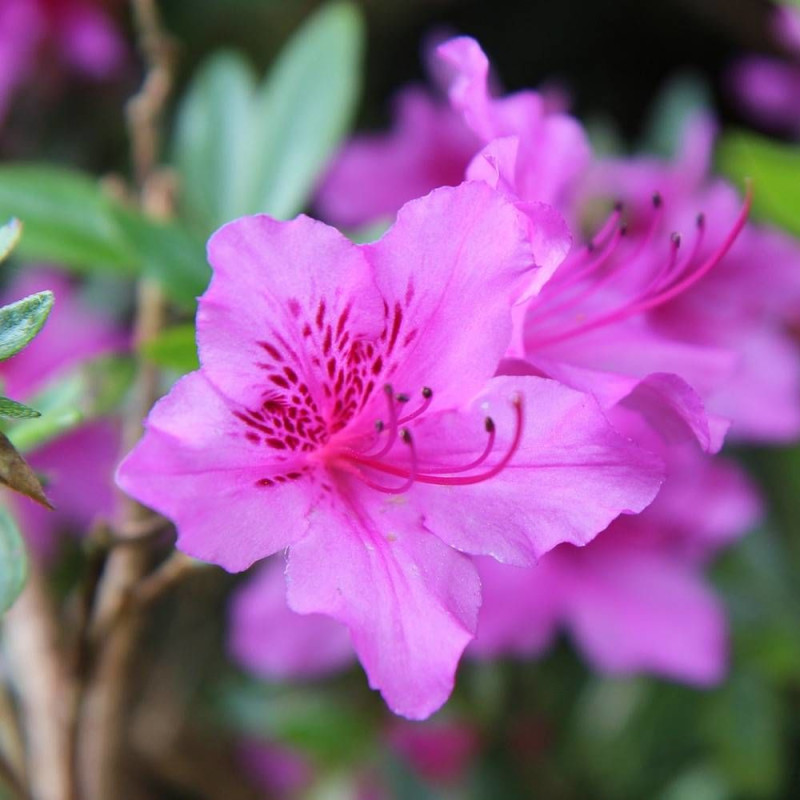 Azalée du Japon Purple Splendor, Azalea
