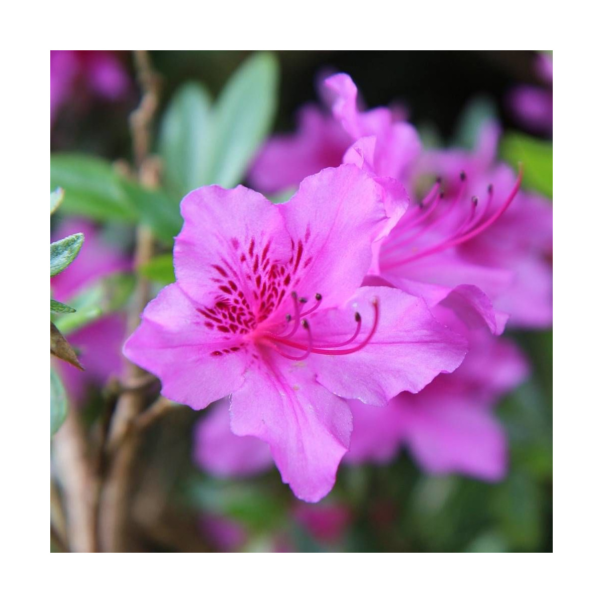 Azalée du Japon Purple Splendor, Azalea Azalée du Japon Purple Splendor, Azalea