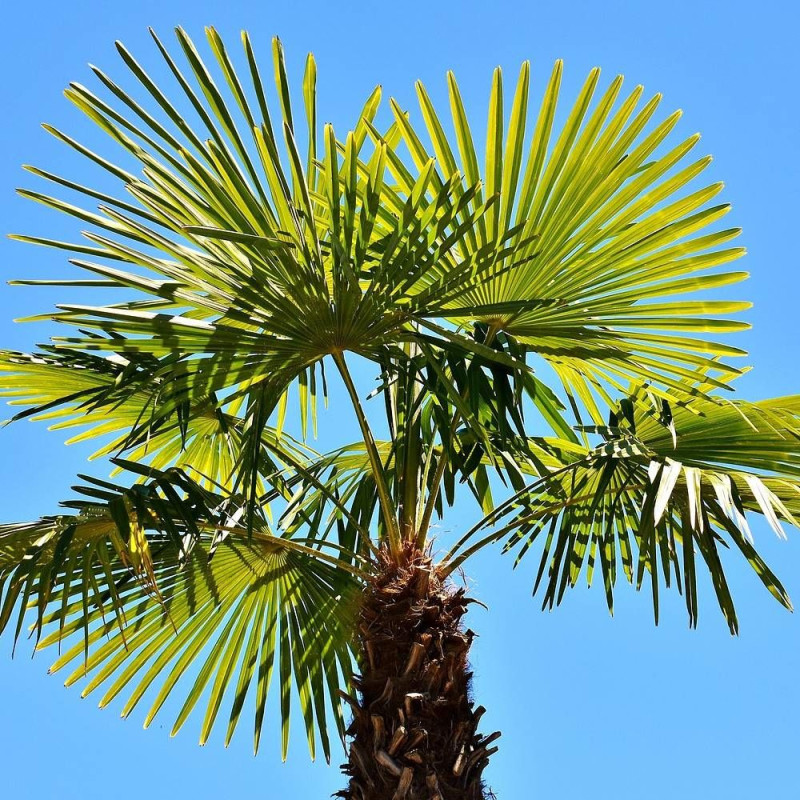 Palmier nain humilis, Chamaerops
