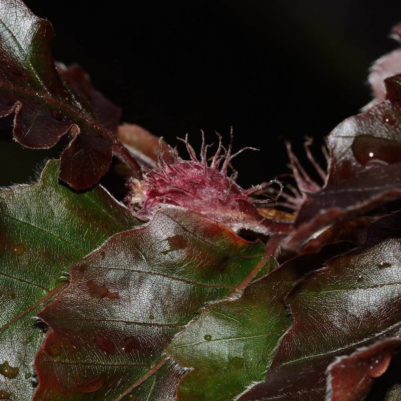 Hêtre commun pourpre, Fagus