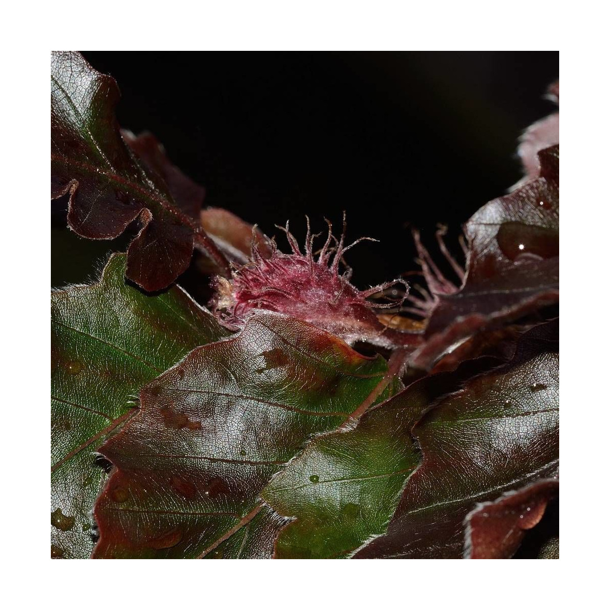 Hêtre commun pourpre, Fagus