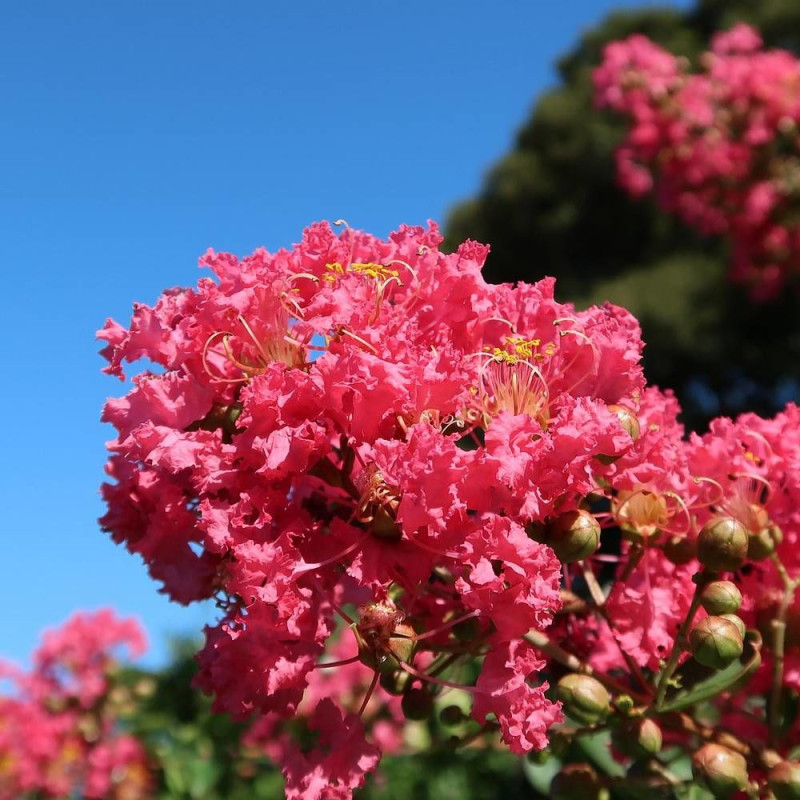 Lilas des Indes Red Rocket® 'WhiteIV', Lagerstroemia