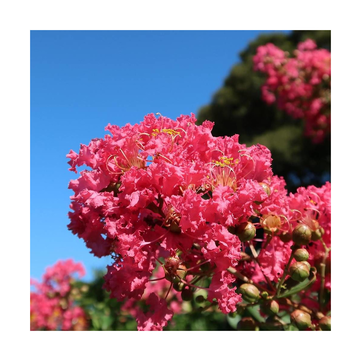 Lilas des Indes Red Rocket® 'WhiteIV', Lagerstroemia