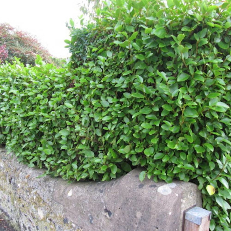 Griseline Green Horizon® 'Whenuapai', Griselinia