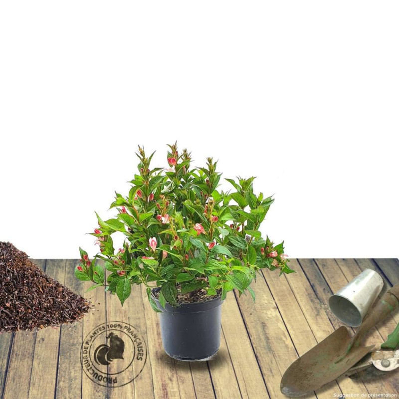 Weigela nain panaché, Weigelia