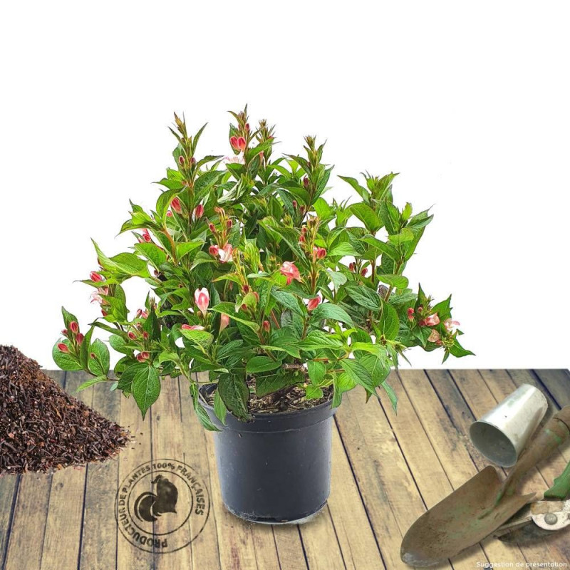 Weigela nain panaché, Weigelia