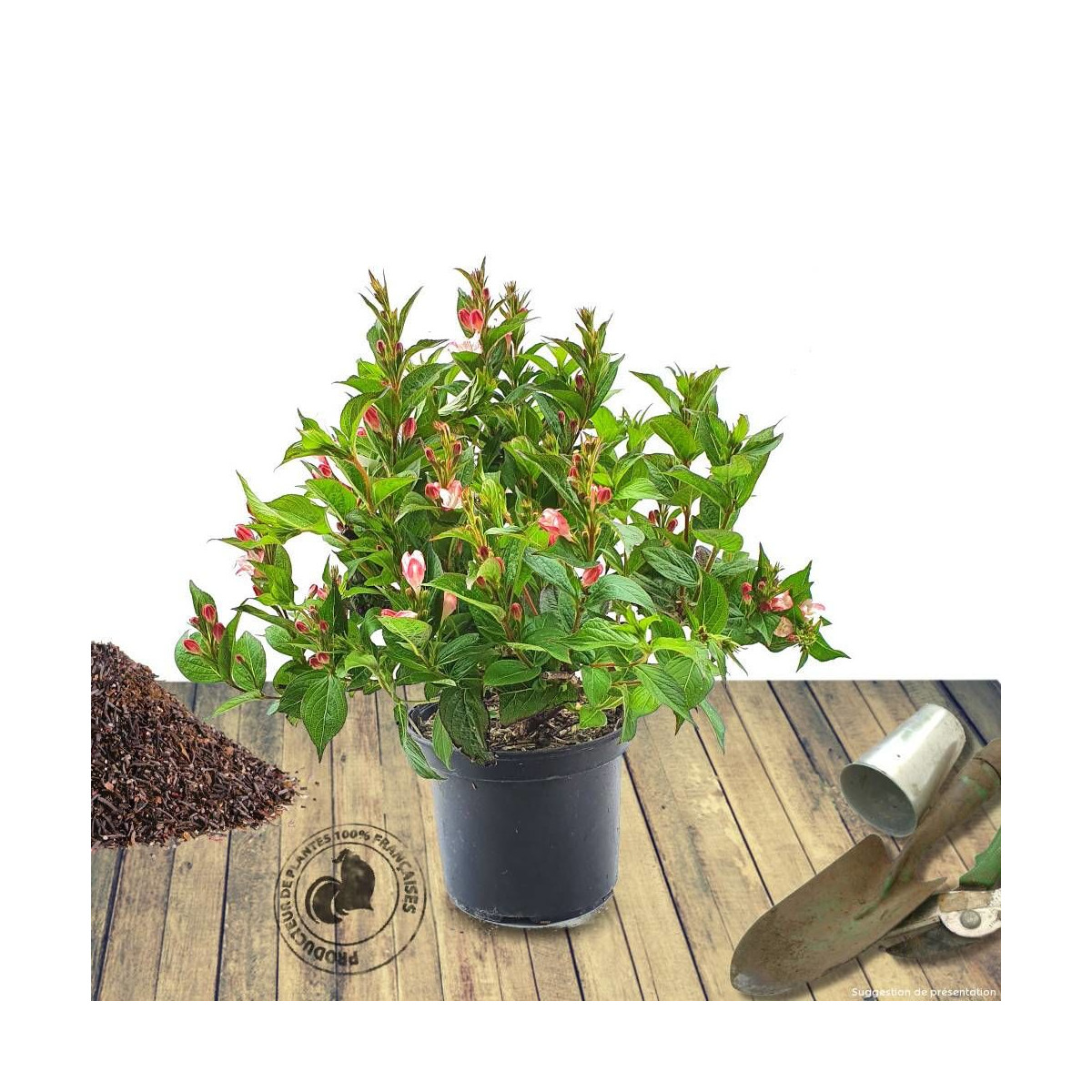 Weigela nain panaché, Weigelia