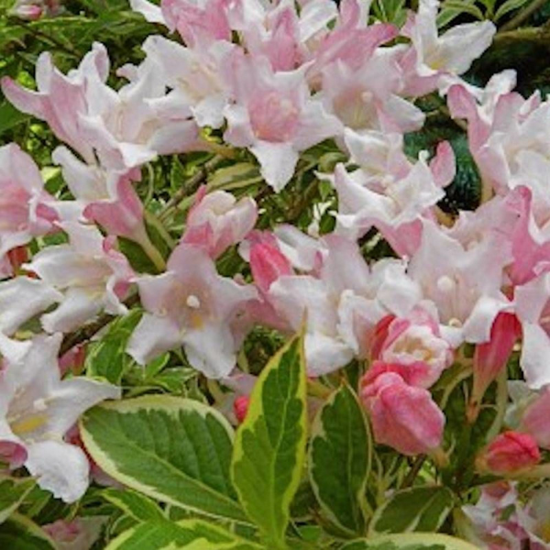 Weigela nain panaché, Weigelia