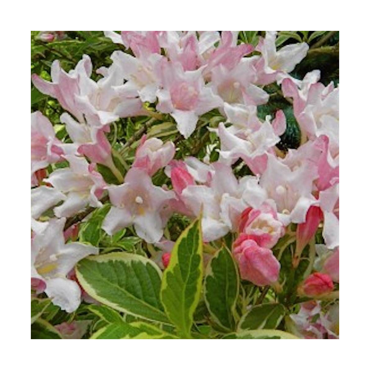 Weigela nain panaché, Weigelia