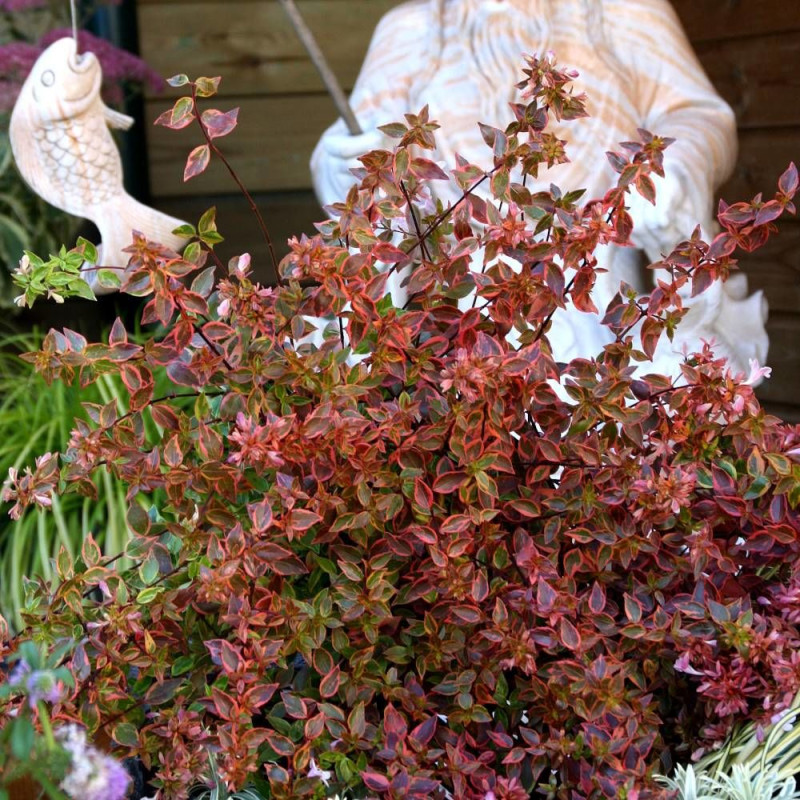 Abelia Sunshine Daydream®, Abélia à grandes fleurs