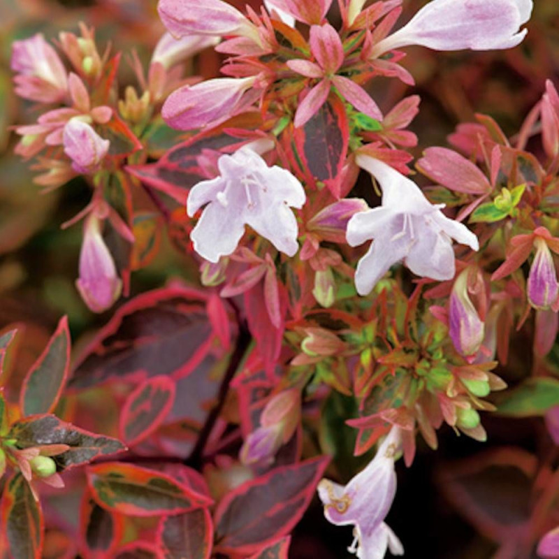 Abelia Sunshine Daydream®, Abélia à grandes fleurs