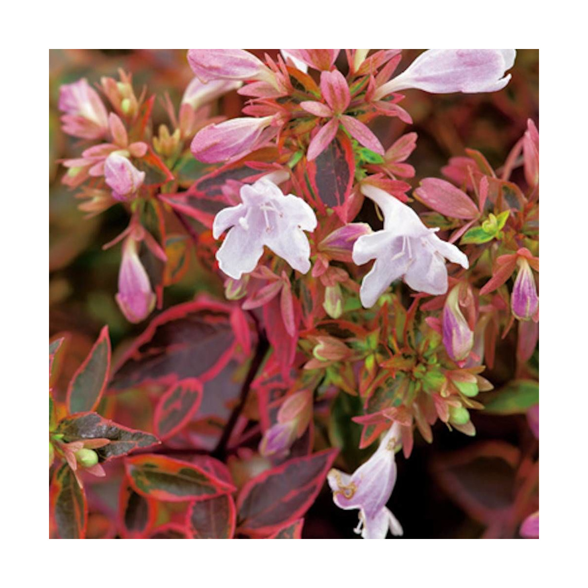 Feuillage persistant lumineux de l'Abelia x grandiflora Sunshine Daydream
