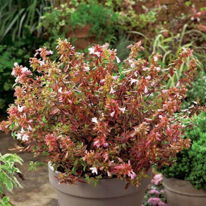Abélie à grandes fleurs grandiflora Sunshine Daydream®