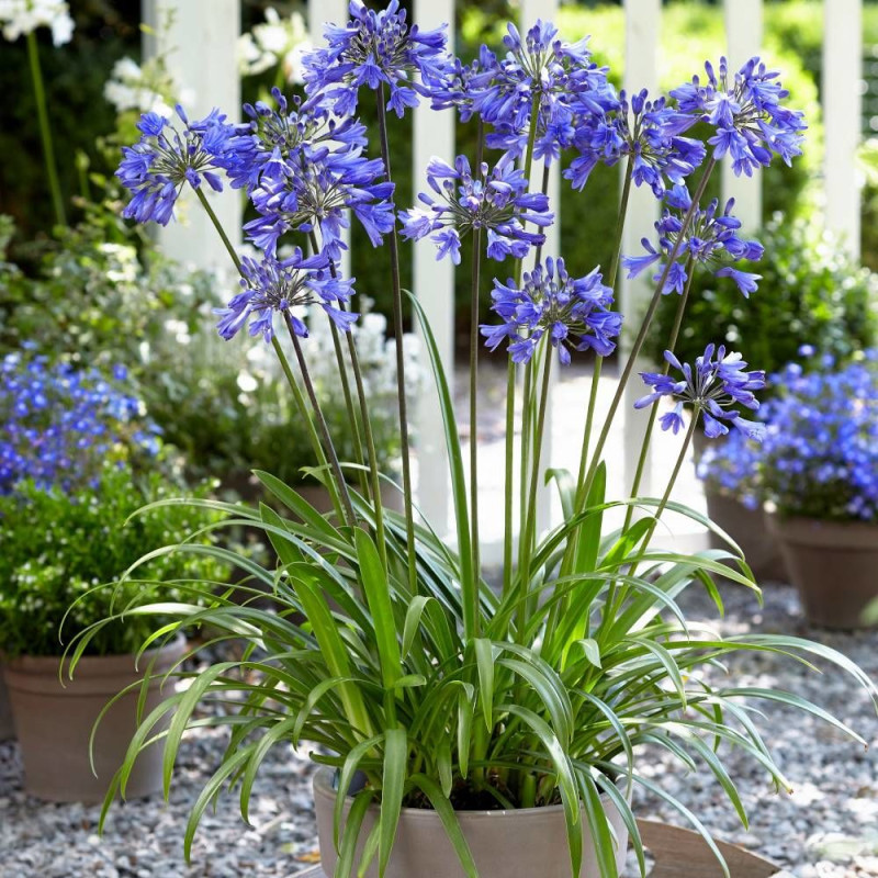 Agapanthe x Ever Sapphire® 'Andbrin'