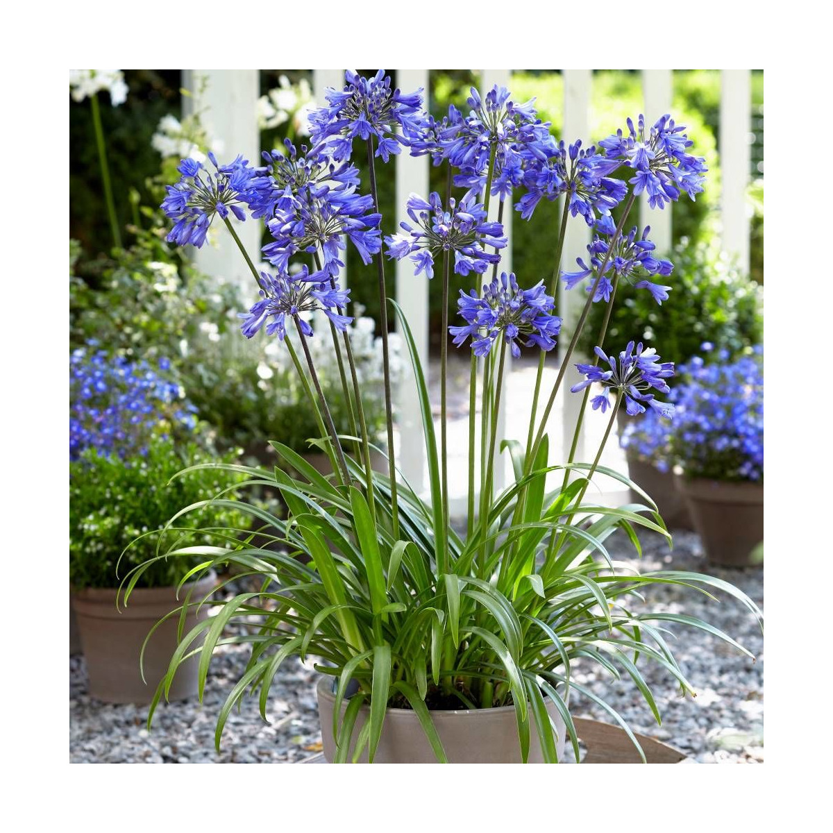 Agapanthe x Ever Sapphire® 'Andbrin'