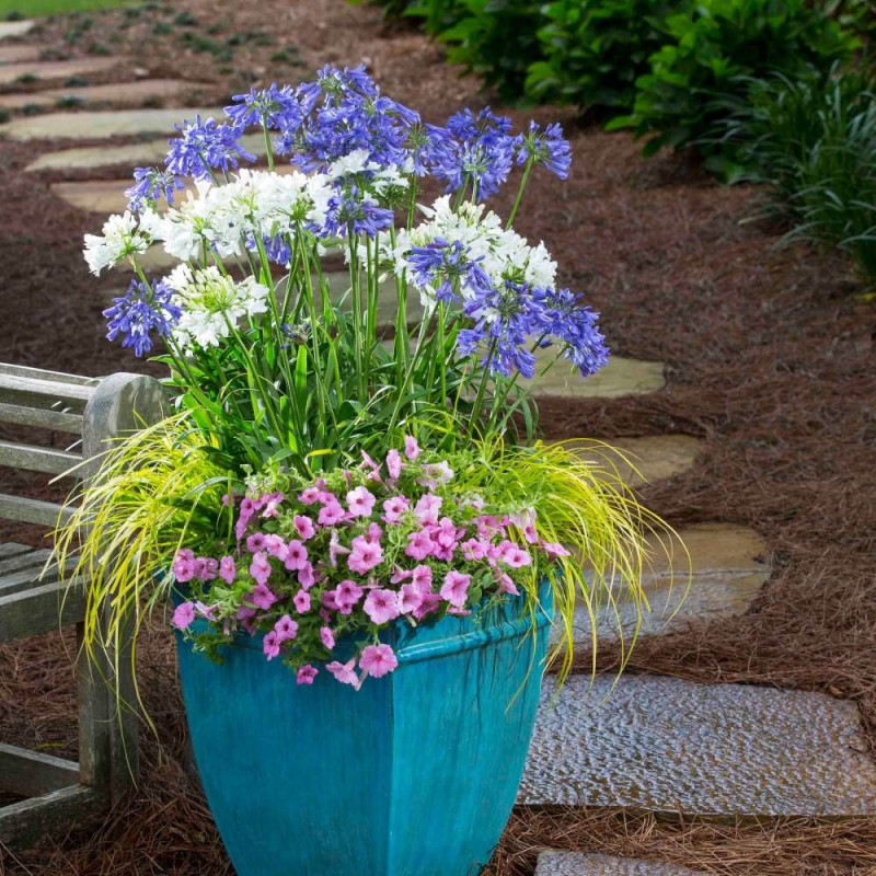 Agapanthe EVER SAPPHIRE® 'Andbin'