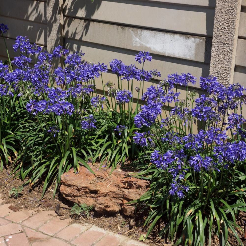 Agapanthe EVER SAPPHIRE® 'Andbin'