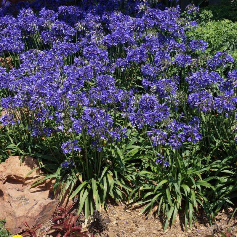 Agapanthe EVER SAPPHIRE® 'Andbin'
