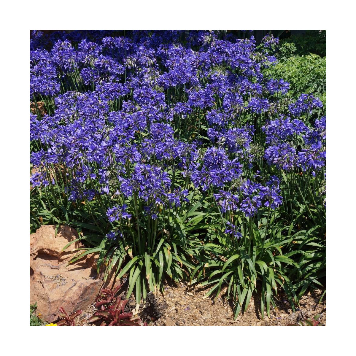 Agapanthe x Ever Sapphire® 'Andbrin'