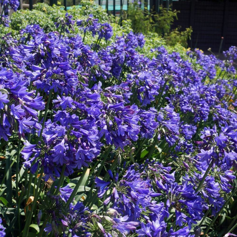 Agapanthe EVER SAPPHIRE® 'Andbin'