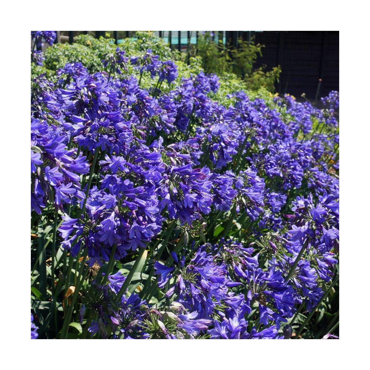 Agapanthe x Ever Sapphire® 'Andbrin'