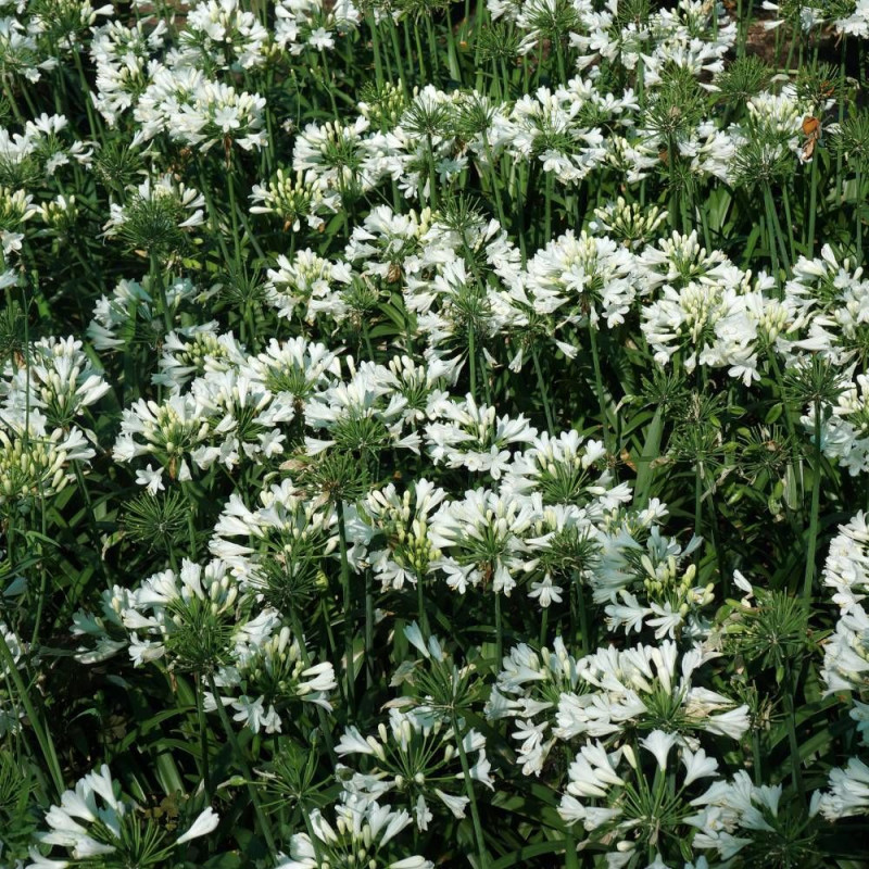 Agapanthe EVER WHITE® 'WP001'