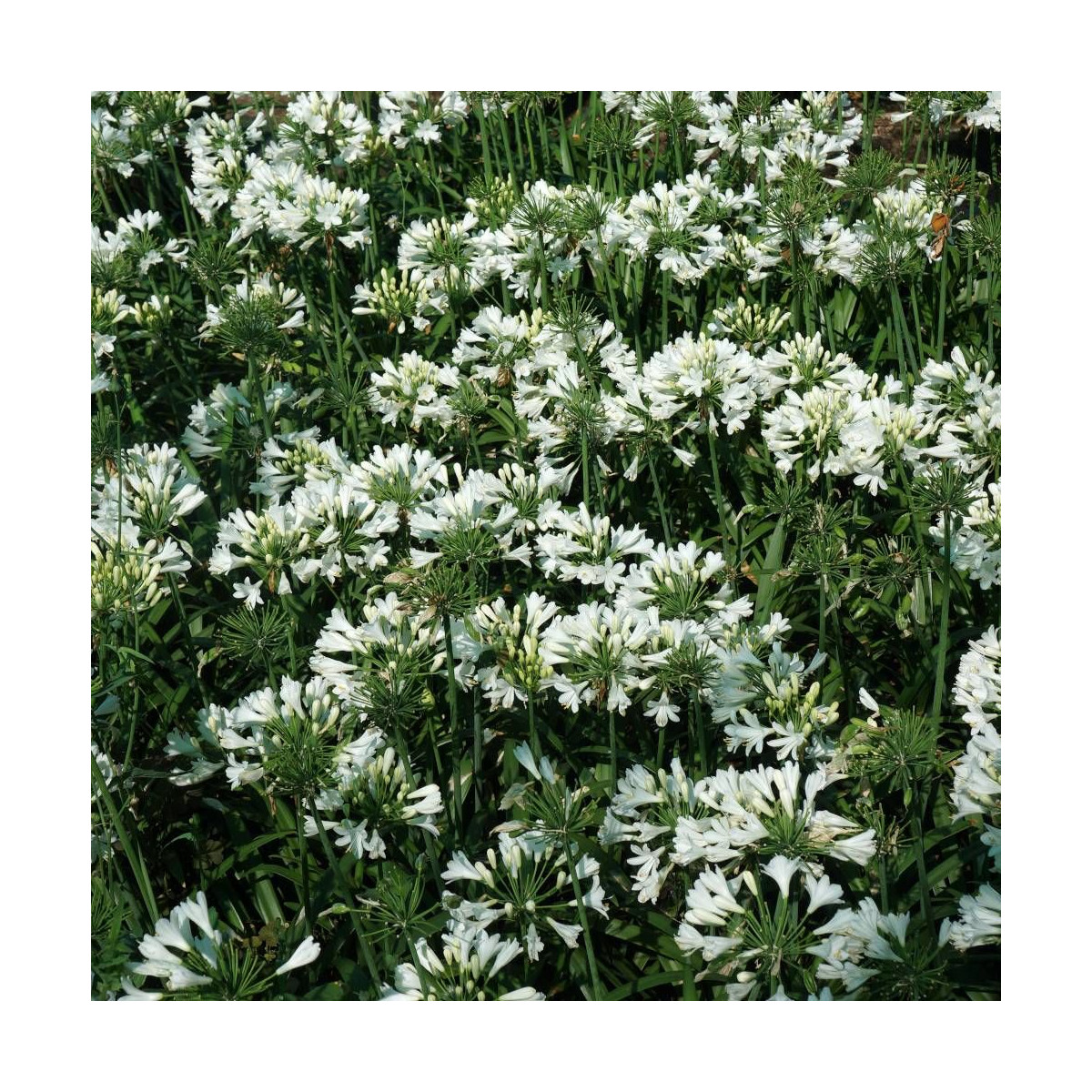 Agapanthe x Ever White® 'WP001'