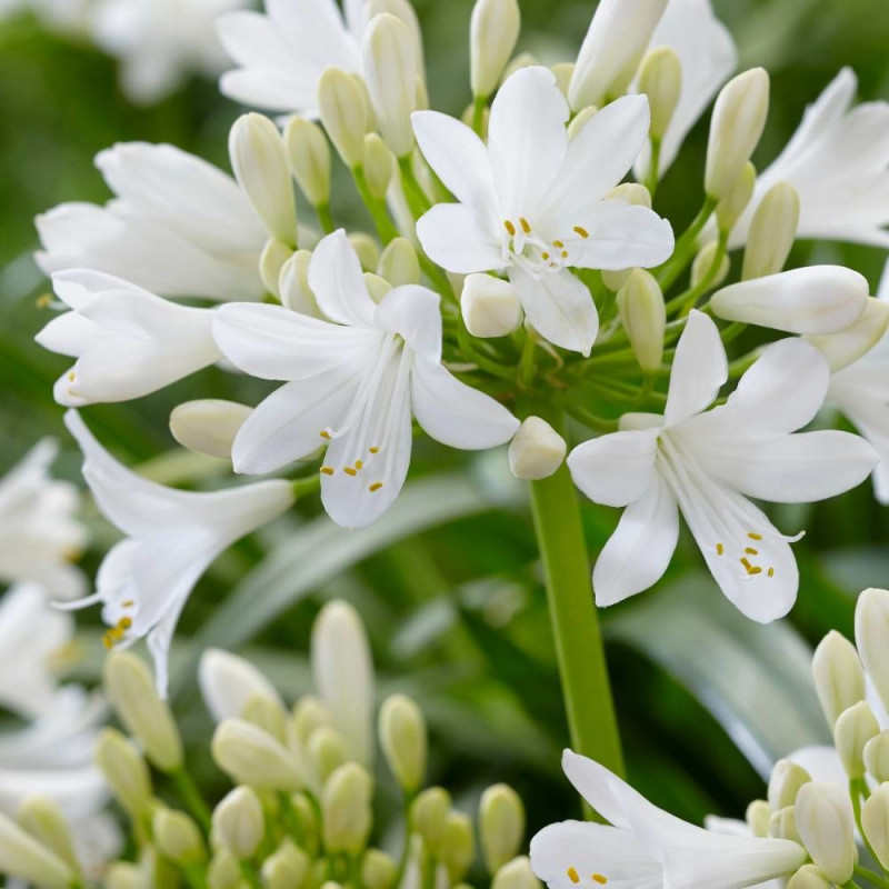 Agapanthe EVER WHITE® 'WP001'