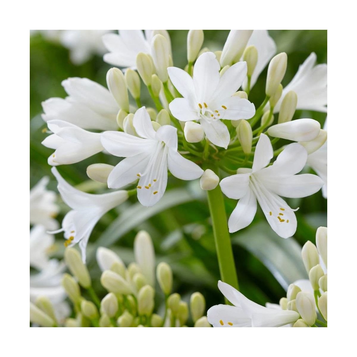 Agapanthe x Ever White® 'WP001'