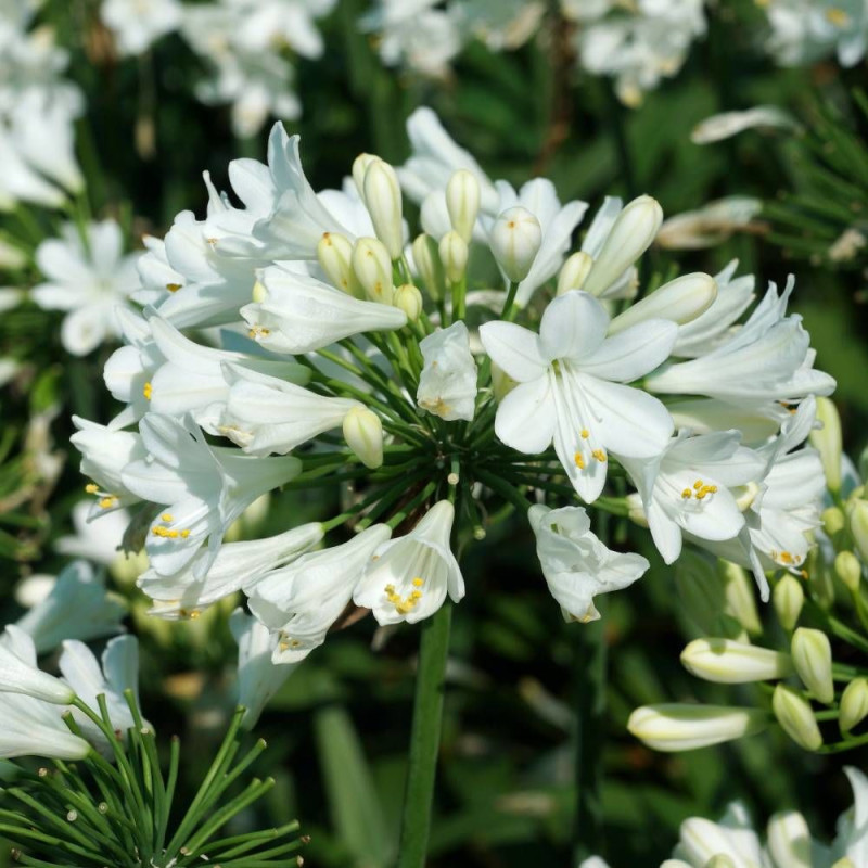 Agapanthe EVER WHITE® 'WP001'