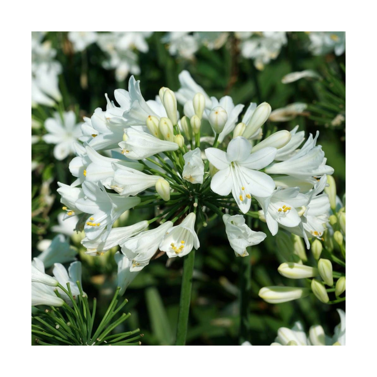 Agapanthe x Ever White® 'WP001'