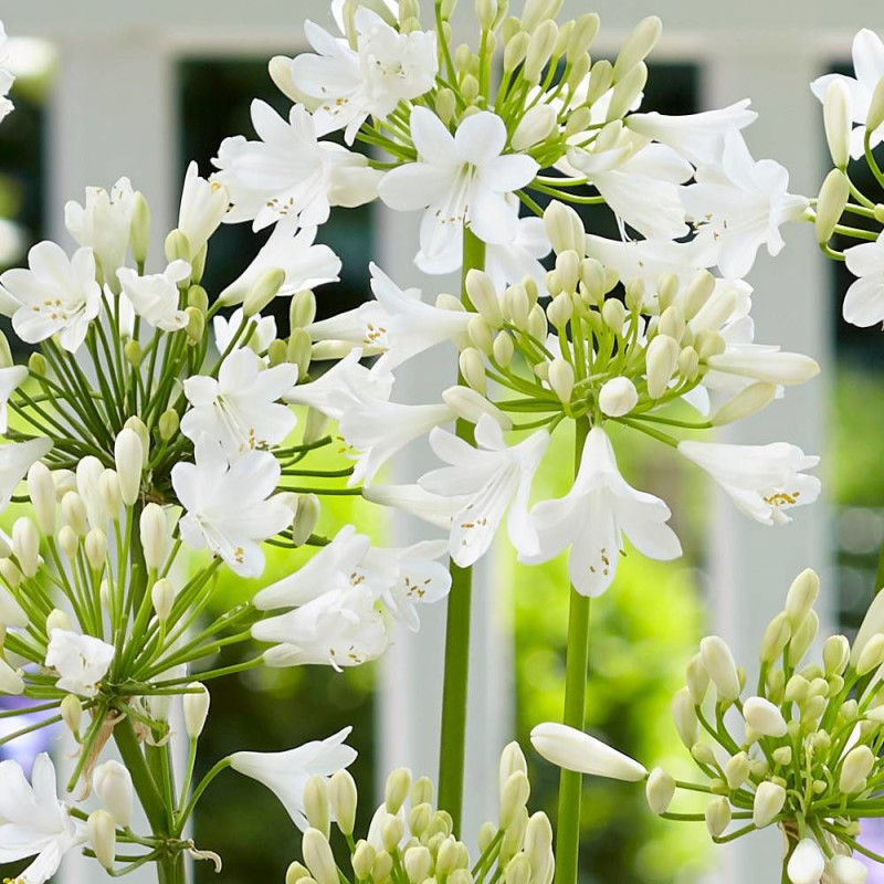 Agapanthe EVER WHITE® 'WP001'