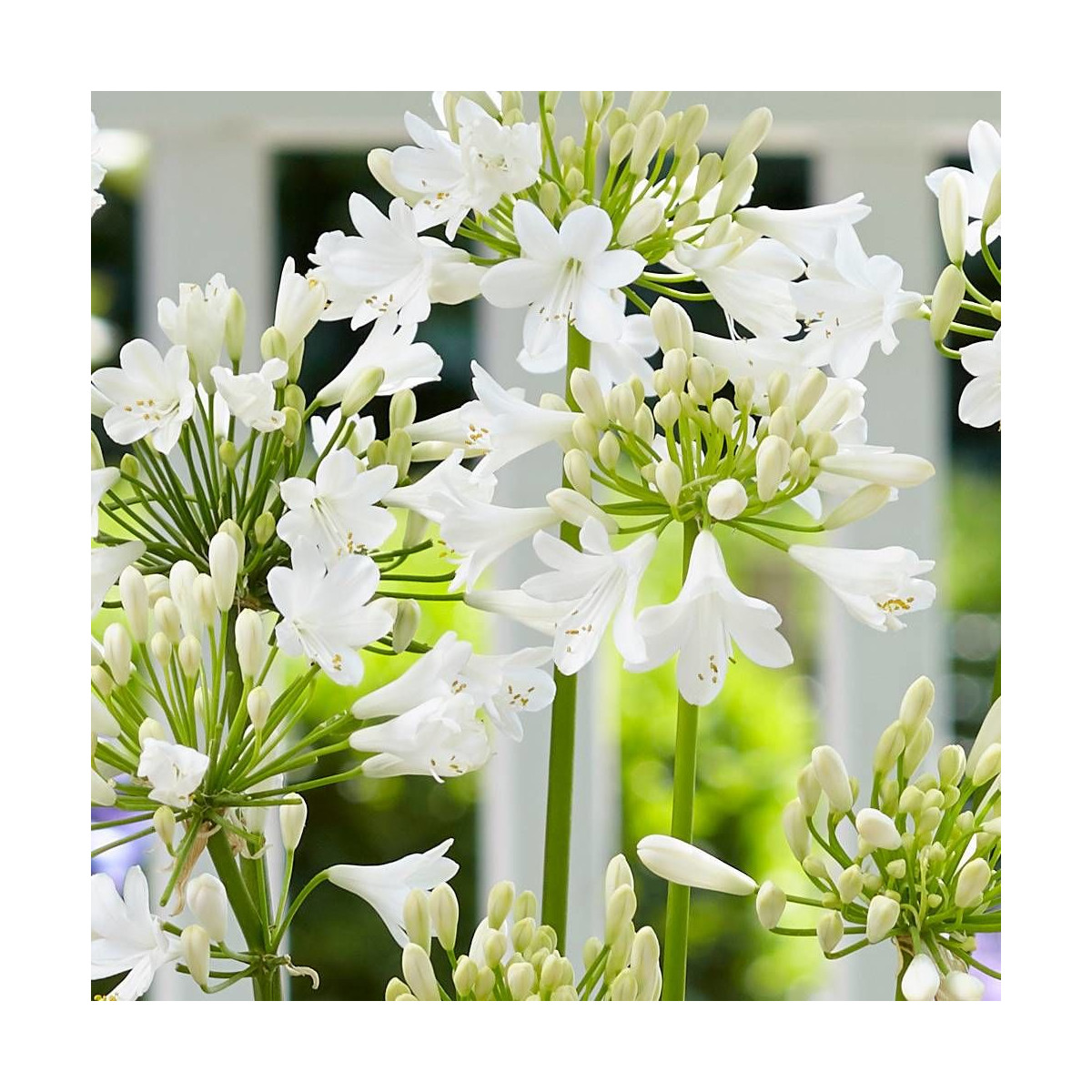 Agapanthe x Ever White® 'WP001'