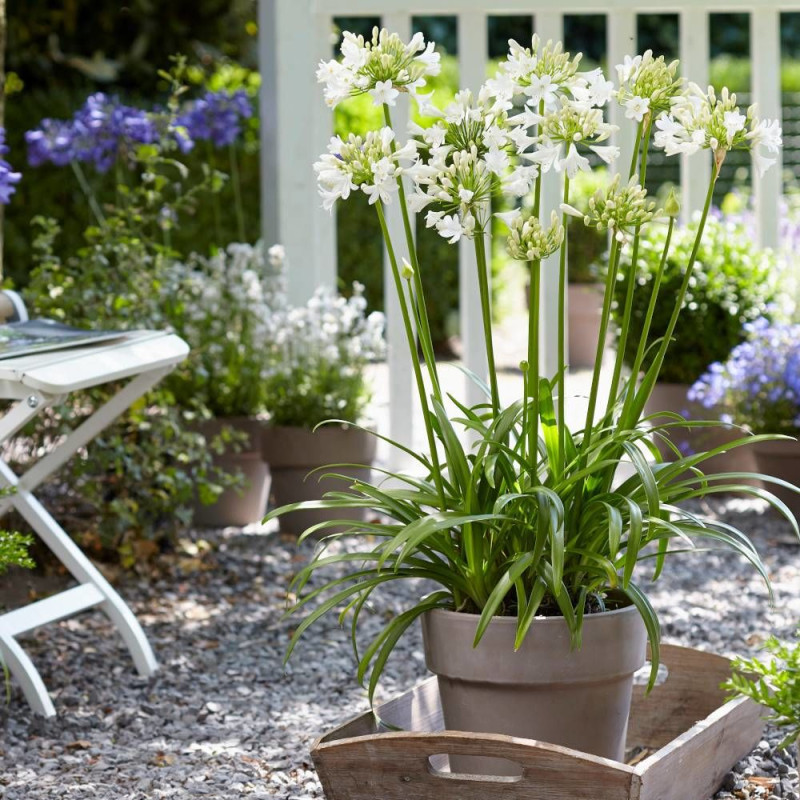 Agapanthe x Ever White® 'WP001'