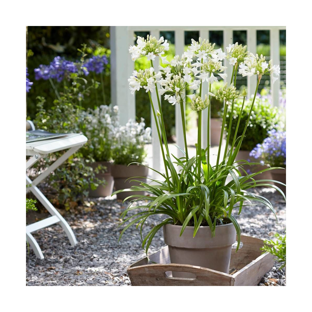 Agapanthe x Ever White® 'WP001'