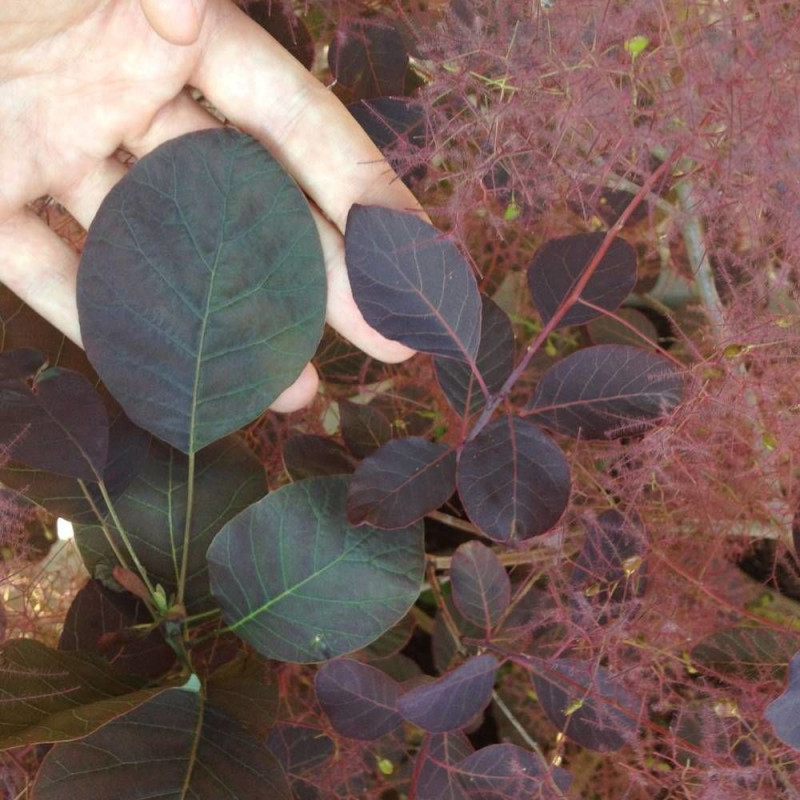 Arbre à perruque Dusky Maiden, Cotinus