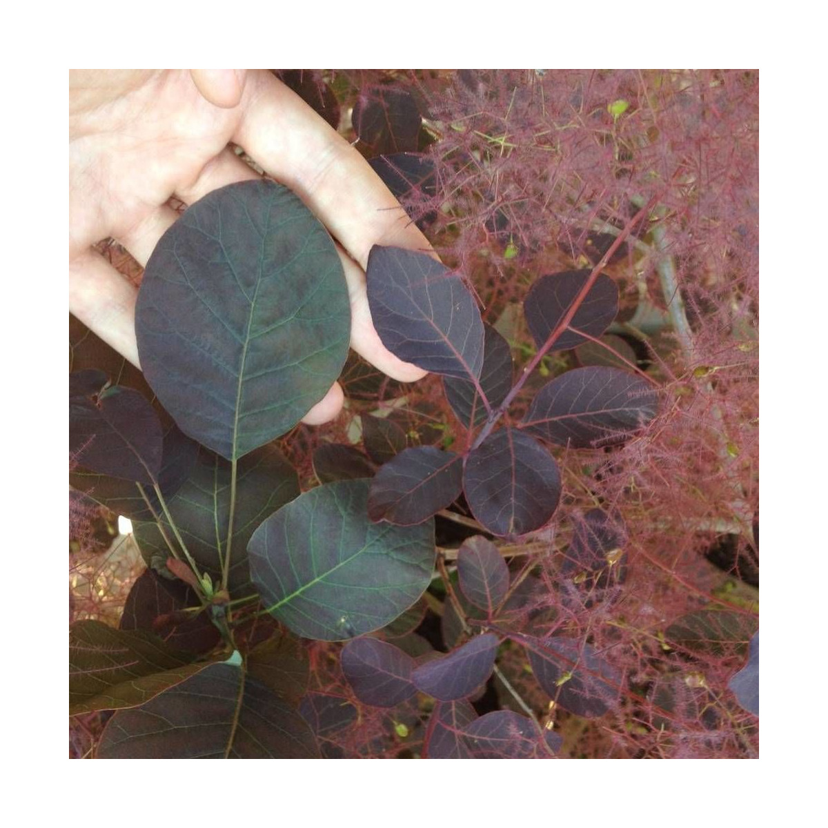 Floraison vaporeuse rose de l'Arbre à perruque Cotinus Londus Floraison vaporeuse rose de l'Arbre à perruque Cotinus Londus